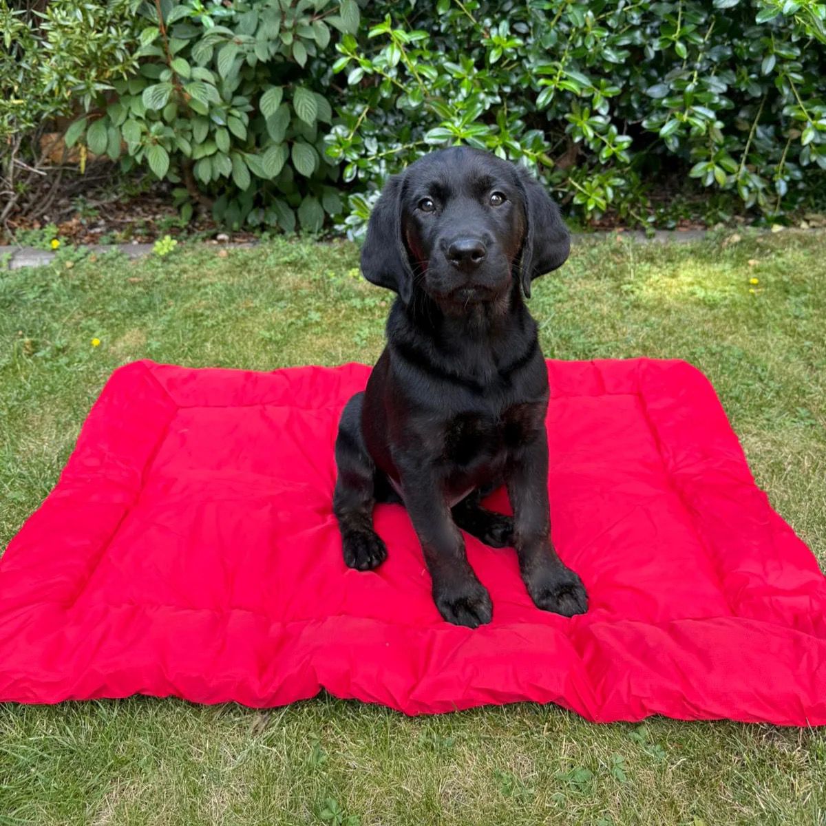 Waterproof Outdoor Pet Bed